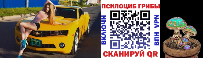 закладка  Западная Двина  Псилоцибиновые грибы Cubensis 